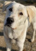 RASMUS, Hund, Mischlingshund in Griechenland - Bild 4