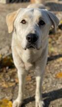 RASMUS, Hund, Mischlingshund in Griechenland - Bild 5