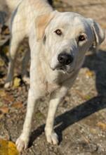 RASMUS, Hund, Mischlingshund in Griechenland - Bild 6