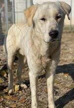 RASMUS, Hund, Mischlingshund in Griechenland - Bild 7