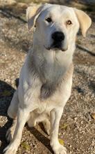 RASMUS, Hund, Mischlingshund in Griechenland - Bild 8