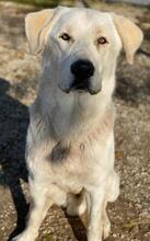 RASMUS, Hund, Mischlingshund in Griechenland - Bild 9