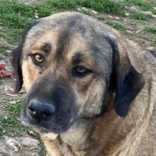 STEVEN, Hund, Mischlingshund in Griechenland - Bild 1