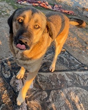 STEVEN, Hund, Mischlingshund in Griechenland - Bild 10