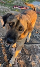 STEVEN, Hund, Mischlingshund in Griechenland - Bild 11