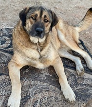 STEVEN, Hund, Mischlingshund in Griechenland - Bild 12