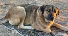 STEVEN, Hund, Mischlingshund in Griechenland - Bild 2