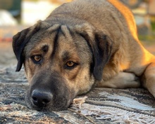 STEVEN, Hund, Mischlingshund in Griechenland - Bild 3
