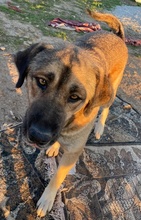 STEVEN, Hund, Mischlingshund in Griechenland - Bild 4
