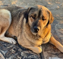 STEVEN, Hund, Mischlingshund in Griechenland - Bild 5
