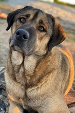 STEVEN, Hund, Mischlingshund in Griechenland - Bild 6