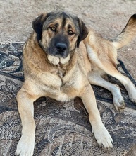 STEVEN, Hund, Mischlingshund in Griechenland - Bild 8