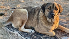 STEVEN, Hund, Mischlingshund in Griechenland - Bild 9
