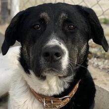 THANIO, Hund, Mischlingshund in Griechenland - Bild 1
