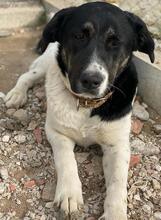 THANIO, Hund, Mischlingshund in Griechenland - Bild 10