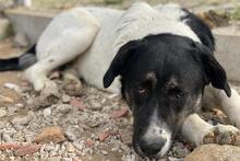 THANIO, Hund, Mischlingshund in Griechenland - Bild 11
