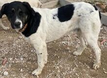 THANIO, Hund, Mischlingshund in Griechenland - Bild 12