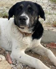 THANIO, Hund, Mischlingshund in Griechenland - Bild 13
