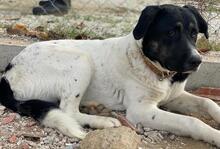 THANIO, Hund, Mischlingshund in Griechenland - Bild 14