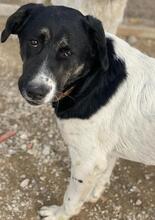THANIO, Hund, Mischlingshund in Griechenland - Bild 15