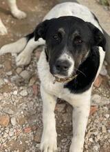 THANIO, Hund, Mischlingshund in Griechenland - Bild 3