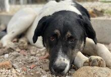 THANIO, Hund, Mischlingshund in Griechenland - Bild 4