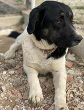 THANIO, Hund, Mischlingshund in Griechenland - Bild 6