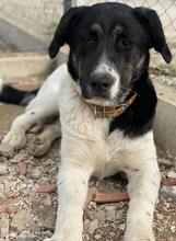 THANIO, Hund, Mischlingshund in Griechenland - Bild 8