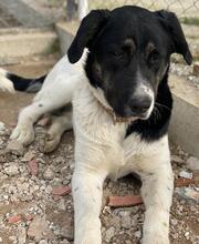 THANIO, Hund, Mischlingshund in Griechenland - Bild 9