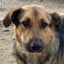 YASSIN, Hund, Mischlingshund in Griechenland - Bild 1