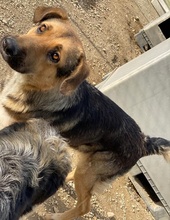 YASSIN, Hund, Mischlingshund in Griechenland - Bild 10