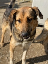 YASSIN, Hund, Mischlingshund in Griechenland - Bild 2
