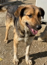 YASSIN, Hund, Mischlingshund in Griechenland - Bild 3