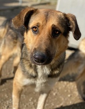 YASSIN, Hund, Mischlingshund in Griechenland - Bild 4