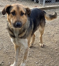 YASSIN, Hund, Mischlingshund in Griechenland - Bild 5