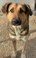 YASSIN, Hund, Mischlingshund in Griechenland - Bild 9