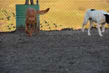 MENTA, Hund, Mischlingshund in Spanien - Bild 10