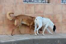 MENTA, Hund, Mischlingshund in Spanien - Bild 11