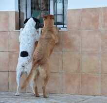 MENTA, Hund, Mischlingshund in Spanien - Bild 14