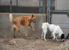 MENTA, Hund, Mischlingshund in Spanien - Bild 15