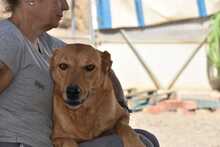 MENTA, Hund, Mischlingshund in Spanien - Bild 19