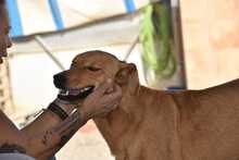 MENTA, Hund, Mischlingshund in Spanien - Bild 20