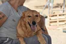 MENTA, Hund, Mischlingshund in Spanien - Bild 21