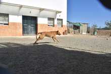 MENTA, Hund, Mischlingshund in Spanien - Bild 22
