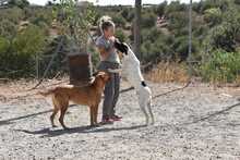MENTA, Hund, Mischlingshund in Spanien - Bild 25
