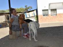 MENTA, Hund, Mischlingshund in Spanien - Bild 27