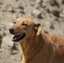 MENTA, Hund, Mischlingshund in Spanien - Bild 3