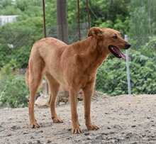 MENTA, Hund, Mischlingshund in Spanien - Bild 32