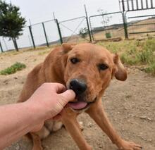 MENTA, Hund, Mischlingshund in Spanien - Bild 35
