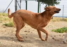 MENTA, Hund, Mischlingshund in Spanien - Bild 36